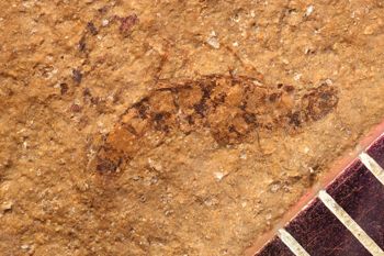 Media type: image;   Entomology PALE-1581